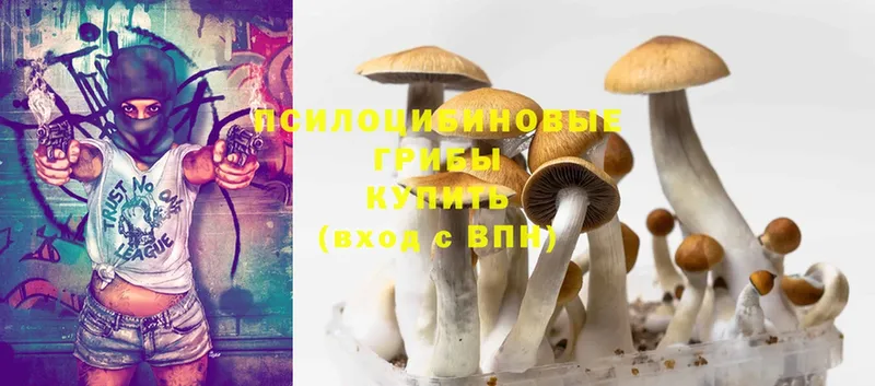 Галлюциногенные грибы Psilocybe  это какой сайт  Зуевка 